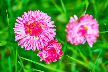 Obraz premium Closeup of wild daisy flowers. Romantic daisy flower at sunny summer day. Oxeye daisy, Leucanthemum vulgare, daisies,Moon daisy. Flower background.