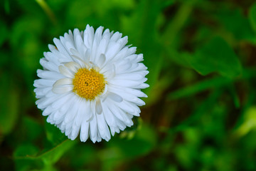 Fototapeta premium Closeup of wild daisy flowers. Romantic daisy flower at sunny summer day. Oxeye daisy, Leucanthemum vulgare, daisies,Moon daisy. Flower background.