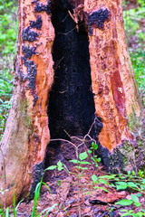 burnt out tree trunk general plan vertical color
