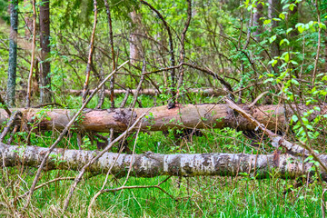 A fallen dry tree in the taiga is a source of increased fire danger during the dry season. Close-up of the trunk and branches of a fallen pine tree without needles in the forest color