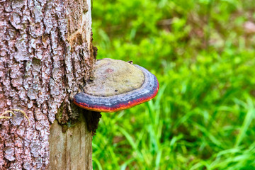 Chaga mushroom Inonotus obliquus on the trunk of a tree on a background of yellow autumn foliage. Close-up. Bokeh background color