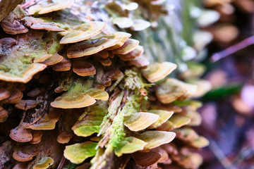 wild fungus that grows on the trunk of a felled tree. not all wild mushrooms are eaten, there are also mushrooms that are poisonous. fungus or mushrooms in the forest. color