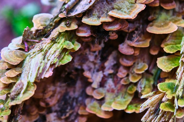wild fungus that grows on the trunk of a felled tree. not all wild mushrooms are eaten, there are also mushrooms that are poisonous. fungus or mushrooms in the forest. color