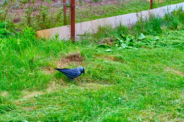 City jackdaw stepping foot on a piece of bread lying on the ground color