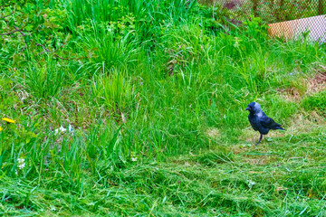 City jackdaw stepping foot on a piece of bread lying on the ground color