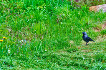 City jackdaw stepping foot on a piece of bread lying on the ground color