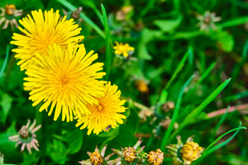 wild yellow dandelion close-up macro color nature