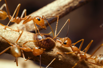 ants on the ground