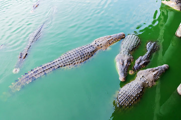 Picture of the crocodile groups in the water waiting for food during the feeding time. They will jumping to grab the fresh chicken from the feeding hook.