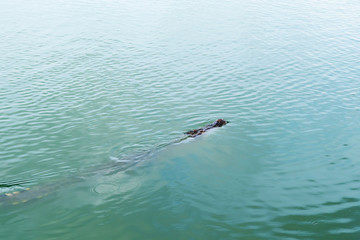Picture of the crocodile in the water
