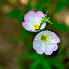 Full blooming of pinkladies showy evening primrose (Oenothera speciosa)