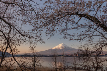 桜と富士山