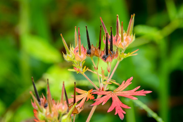 Fruiting bodies of Carolina Crane's Bill, a native herb with potential medicinal benefits to fight Hepatitis B.