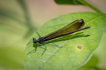 Ebony Jewelwing, Raleigh, North Carolina. The females are solid black, except for the white speck on the wings.