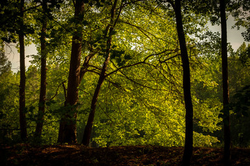 Fototapeta premium Morning golden sunshine illuminates the forest canopy. Wake County, North Carolina.