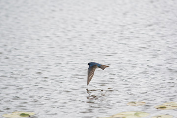 Tree swallow flying across the lake.    Vancouver BC Canada
