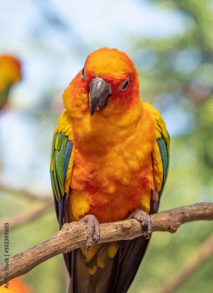 Wall mural Close up Sun Conure Parrot Perched on Branch Isolated on Background