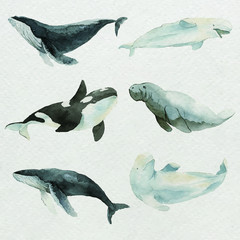 Sea mammals in watercolor set vector © Rawpixel.com