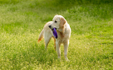 Obraz na płótnie Canvas Playful dog walking on blooming field