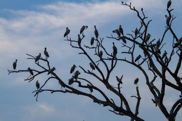 tree branches against blue sky