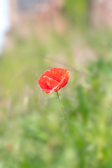 close up from an poppie