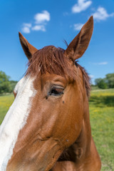 Obraz premium Horses in the pasture