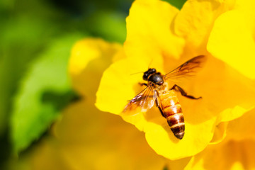 bee on flower
