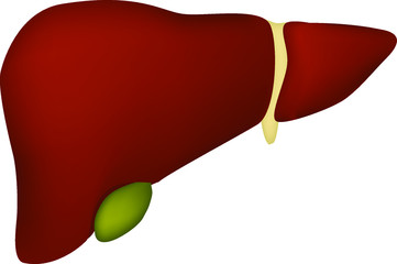 the liver is an internal human organ of red color. Vector image isolated on a white background