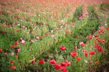 ポピー畑