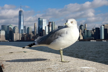 Obraz premium New York Seagull