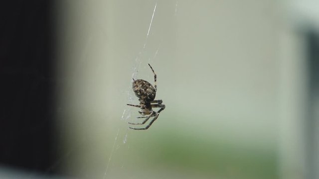 small spider sways slightly on a web on a very blurry background