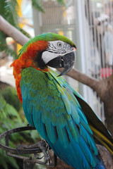 blue and yellow macaw