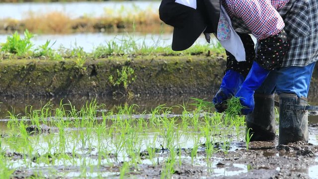 田植え作業をしている女性