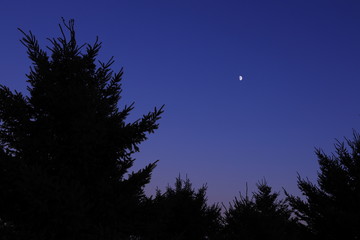 Fototapeta premium Trees and moon