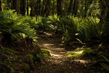 Forest pathway with ferns