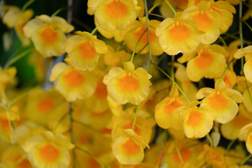 Yellow orchid Flower or Dendrobium lindleyi Steud or Honey fragrant.