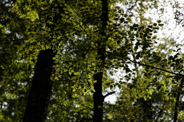 Fototapeta premium Moody tree lighting leaves