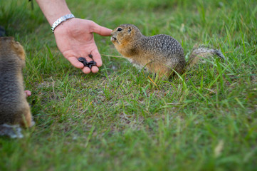 ground squirrel eats food in the field
