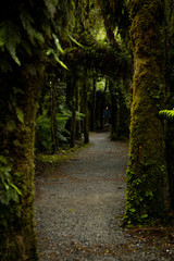 Fototapeta premium Person hiking in dense tropical forest
