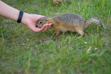 ground squirrel eats food in the field