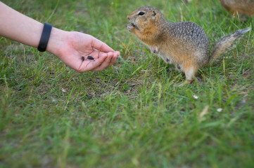 Obraz premium ground squirrel eats food in the field