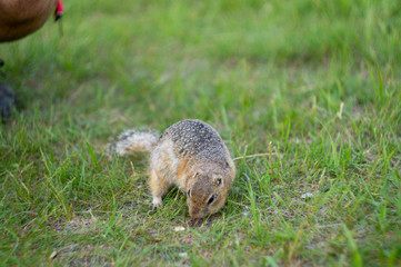 ground squirrel eats food in the field