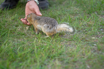 ground squirrel eats food in the field