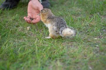ground squirrel eats food in the field