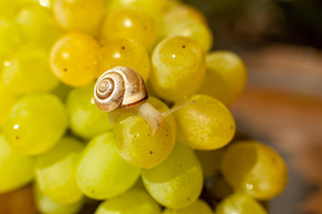 Close-up of a small snail crawling over grapes quiche mish
