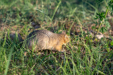 ground squirrel eats food in the field
