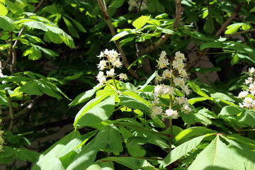 Obraz premium Texture of chestnut tree flowers with green leaves in spring