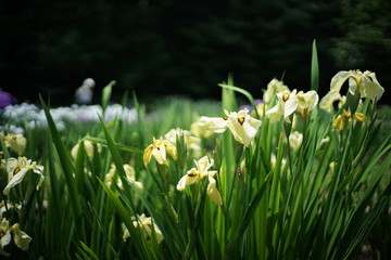 Fototapeta premium 黄色いハナショウブと菖蒲田