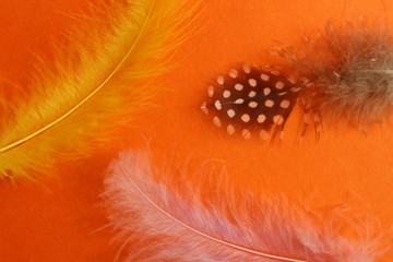 Texture on an orange background are three airy, light feathers
