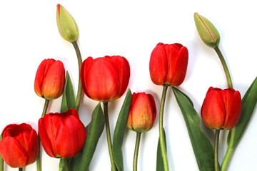 Red tulips lie on a white background